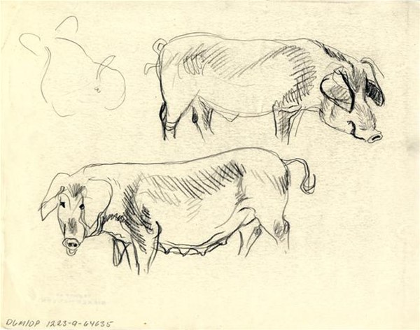 Tegning: Samlemappe med skitser af dyr